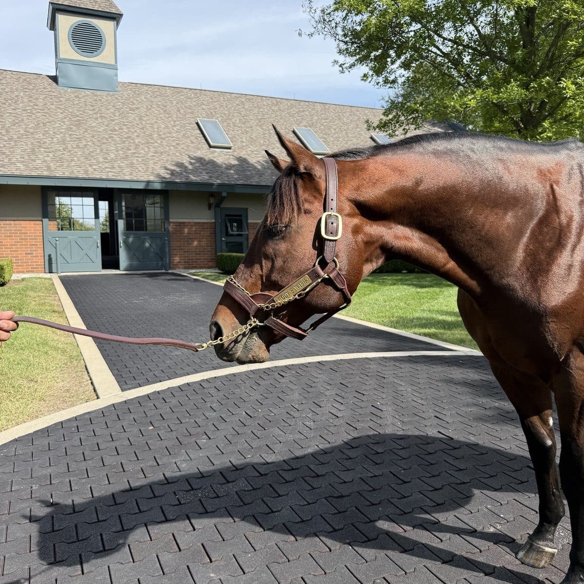 Cody's Wish at Darley