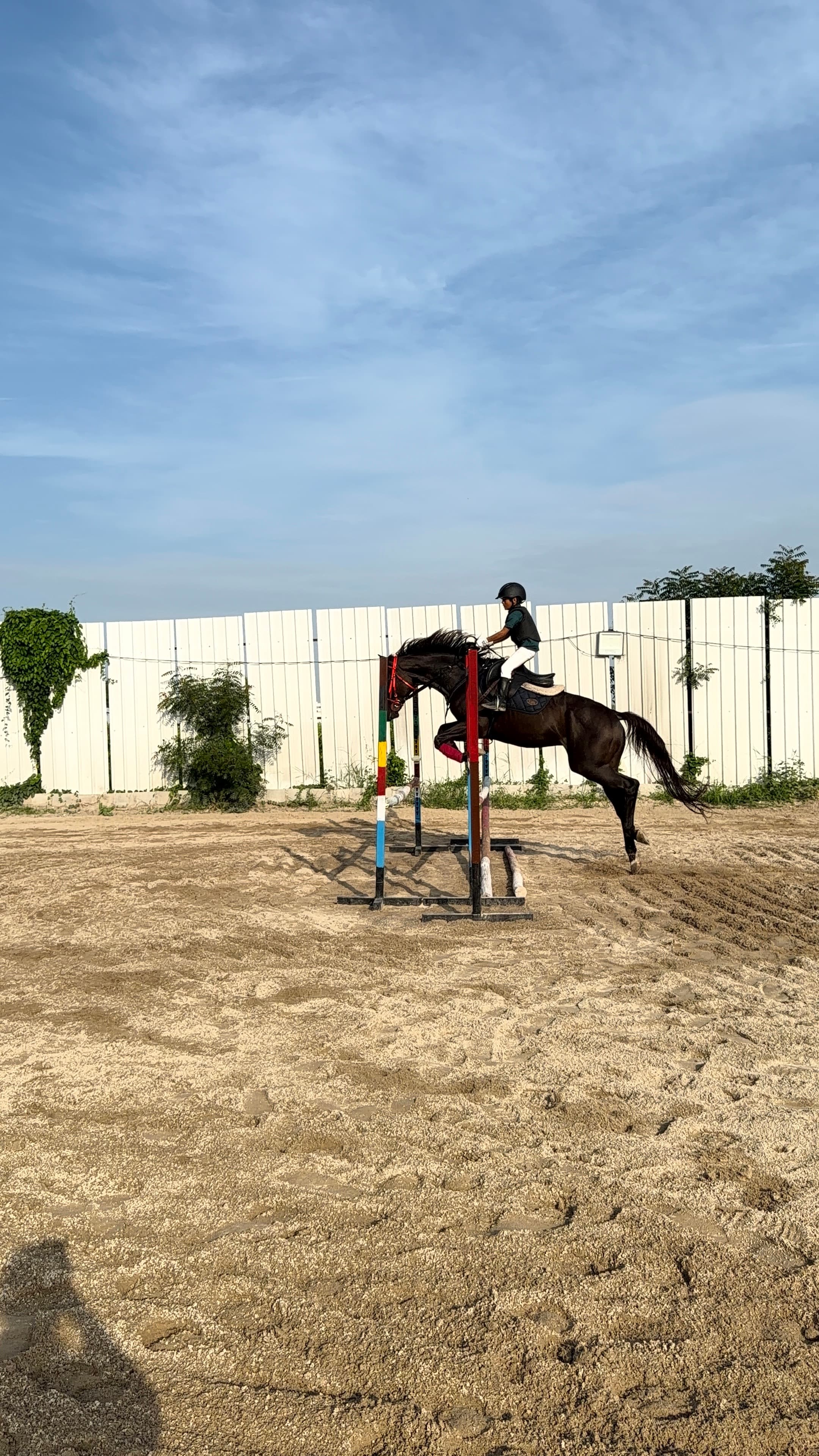 Kori Vivaan — 3rd, Show Jumping — Open - 80 CM
